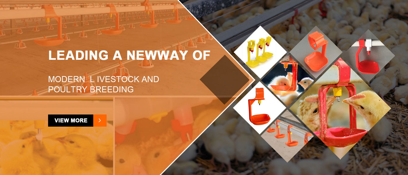China el mejor Sistema de alimentación del pollo automático en ventas
