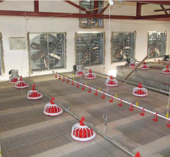 Alimentador completamente automático del taladro de las aves de corral del sistema del taladro de la alimentación de pollo para la granja 1