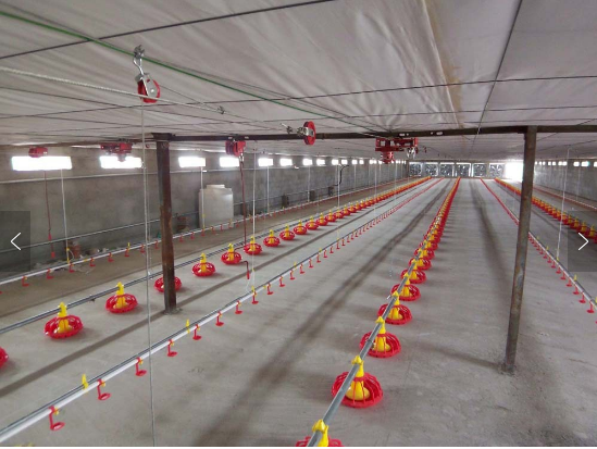 Alimentador completamente automático del taladro de las aves de corral del sistema del taladro de la alimentación de pollo para la granja 2