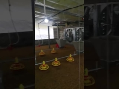 Voltaje automático modificado para requisitos particulares del equipo del alimentador de la granja de pollo ajustable